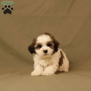 Quinn, Maltipoo Puppy